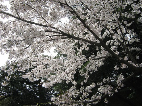 Cherry blossoms 4