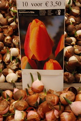 10 tulip bulbs for €3.50