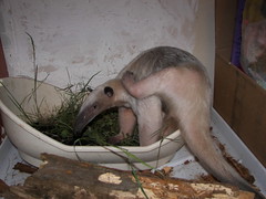 Anteaters have built in back scratchers