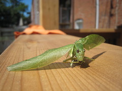Leaf hopper says hi