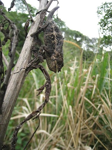 Brookesia minima chameleon | Flickr - Photo Sharing!