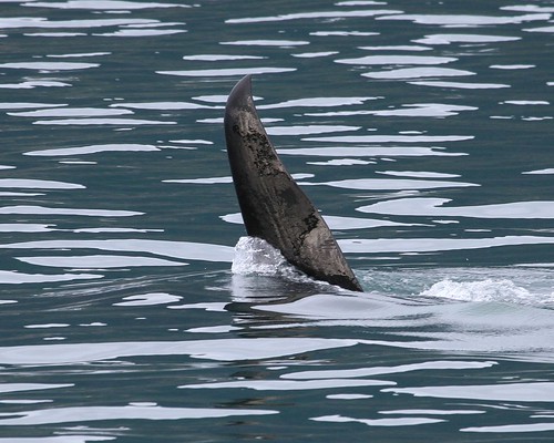 Orca Dorsal Fin