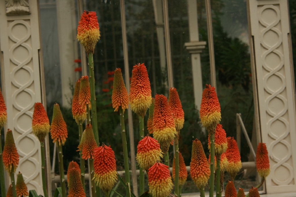 Red Hot Pokers in the Afternoon Light