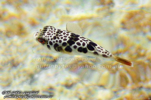 Smooth toadfish - Tetractenos glaber