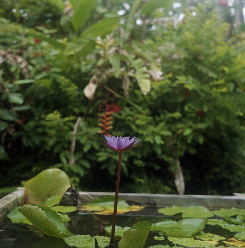 沖縄の植物園