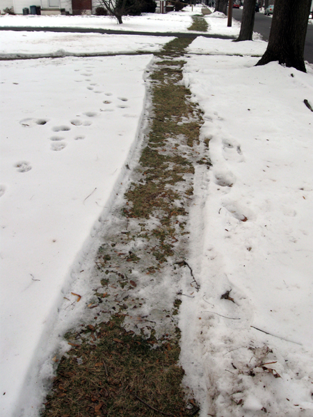 Path Through the Snow (Click to enlarge)