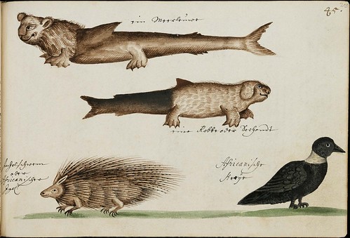 eccentric dog-fish, porcupine & black bird