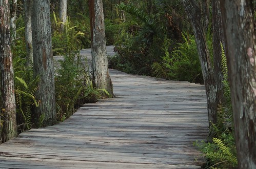 Cypress Boardwalk
