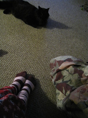 35/365: Socks, Cat & Blanket...