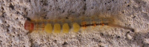 Fir Tussock Moth Caterpillar 2