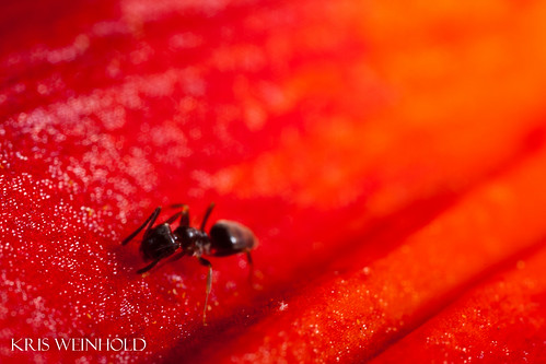 Ant on Lily Flower
