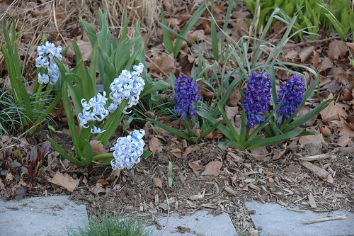 Heirloom Hyacinths
