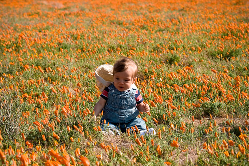 Elijah at the Poppy Preserve