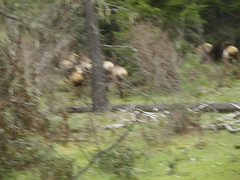 Blurry elk butts