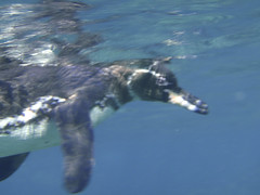 snorkeling with the penguins!