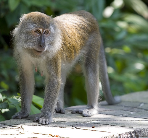 Monkey at Bukit Timah