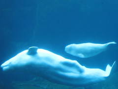 Qila and Calf @ The Vancouver Aquarium