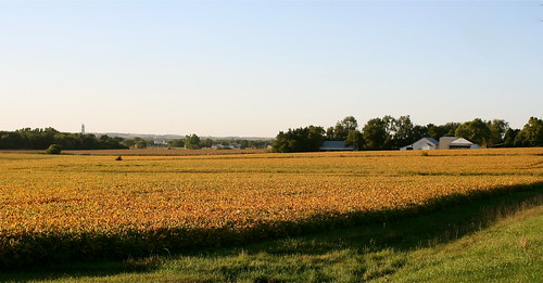 Soybeans Turning Golden