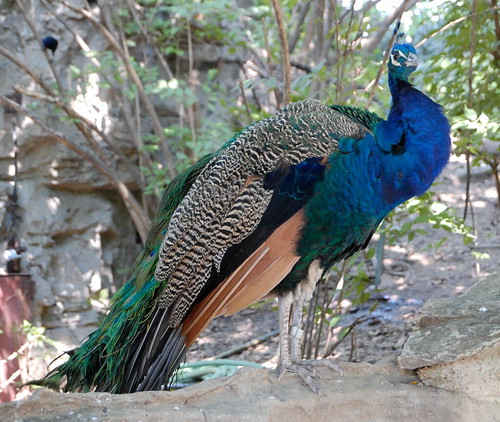 Saint Louis Zoological Garden, in Saint Louis, Missouri, USA - peacock
