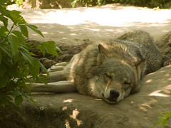Kyiv zoo. Wolf