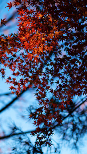 Autumn in Yoyogi 17