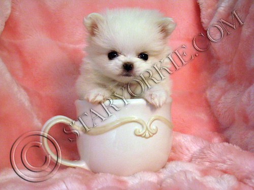 mini pomeranian puppies for free. Pomeranian puppy-Coconut (1)