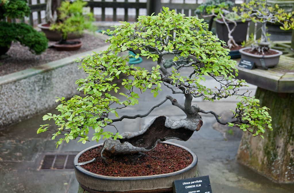 Chinese Elm Bonsai by Eric Kilby, on Flickr