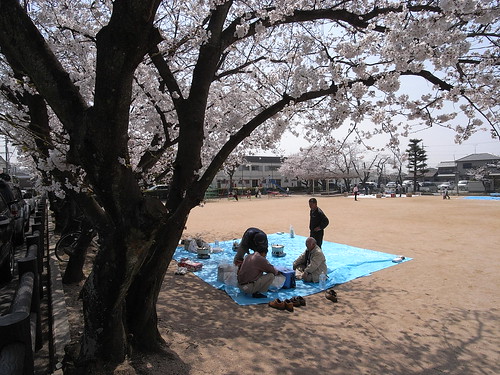 ݯŷ񡡤ָ Cherry blossom-viewing-R0016079