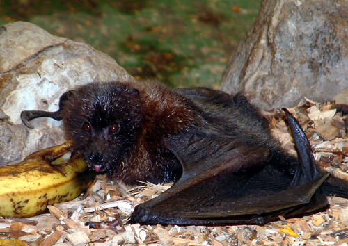 fruit bat eating fruit. Another Fruit bat eating a