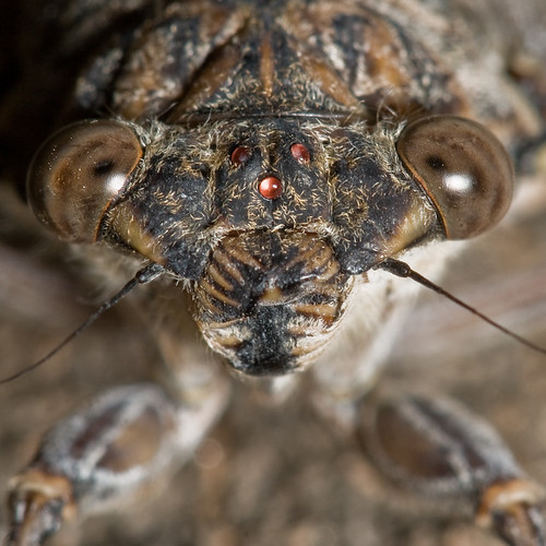 Cicada portrait by macropoulos