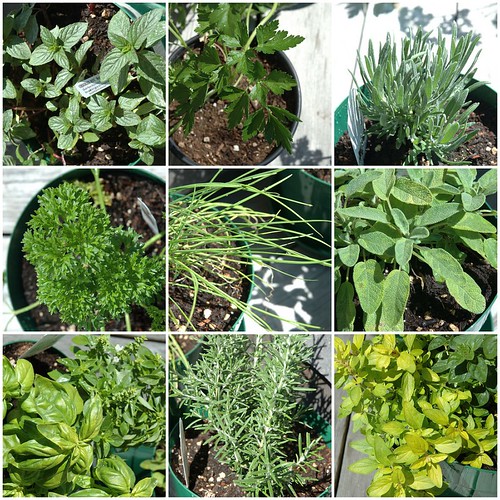 my herb garden