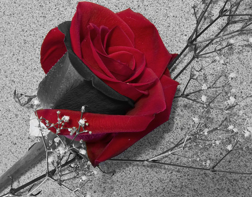 Black And Red Rose | Flickr - Photo Sharing!