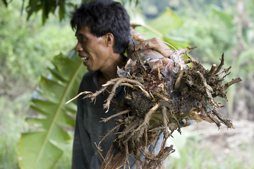 Cebu man carrying a tree root on his shoulder  Buhay Pinoy Philippines Filipino Pilipino  people pictures photos life Philippinen      