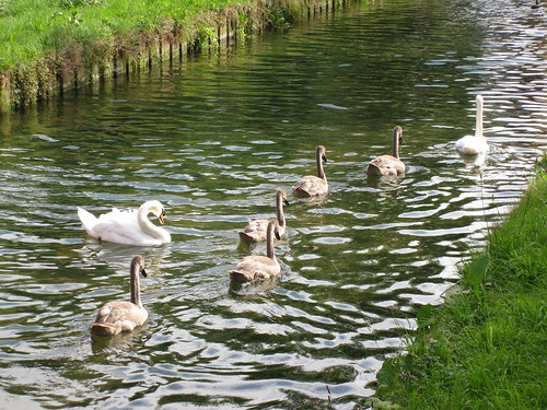 Swan family, New River