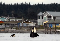 Vancouver Island Whale Watching