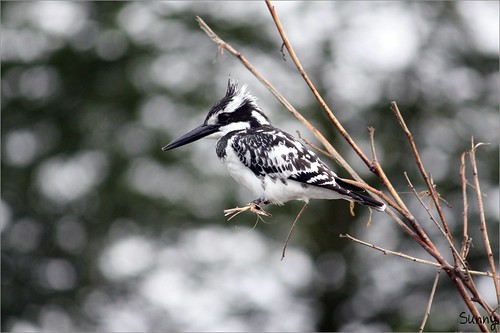 你拍攝的 26 Lake Naivasha - Pied Kingfisher。