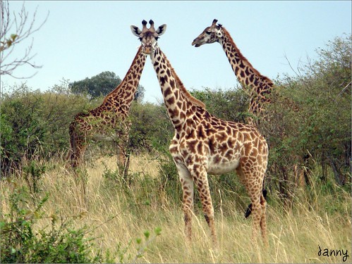 你拍攝的 95  Masai Mara - Giraffe。
