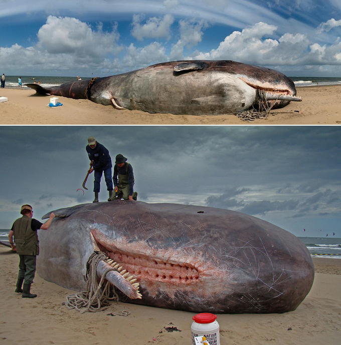 Pictures of Giant Sperm Whale 