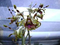 Dendrobium Genera