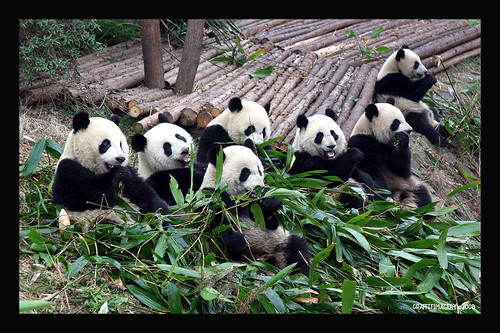 Panda Base, Chengdu China 2/08 ..panda adoption