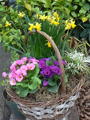 Basket of spring flowers