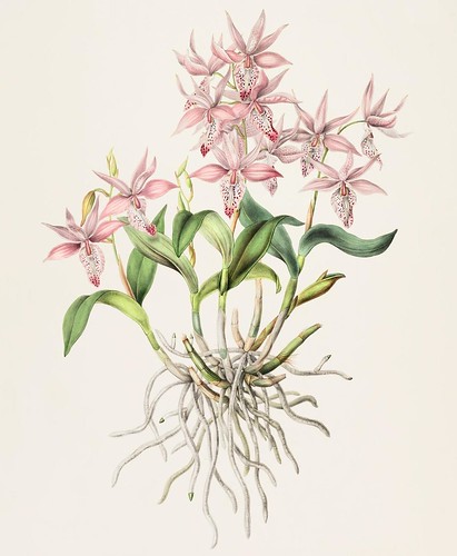 Barkeria spectabilis