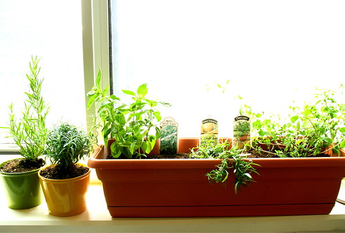 Windowsill Herb Garden