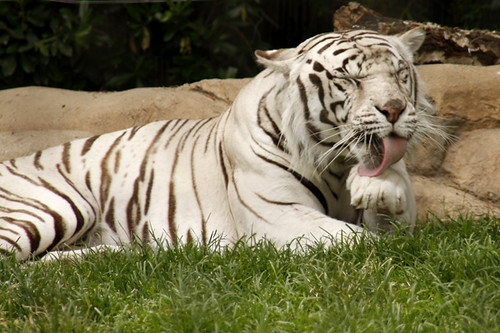 deformed white tiger pictures. White Tiger