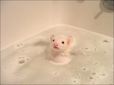 ferret bath