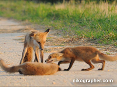 Momma Fox and Kits (video of images)