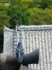 Pigeon on Himeji Castle