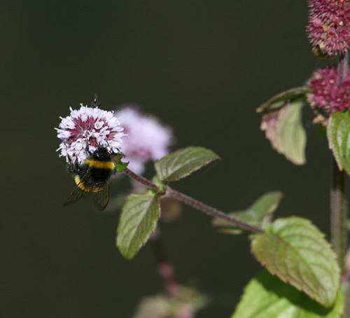 Bumblebee on Water Mint