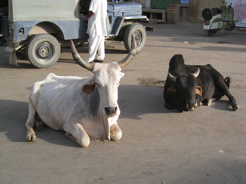 street oxen