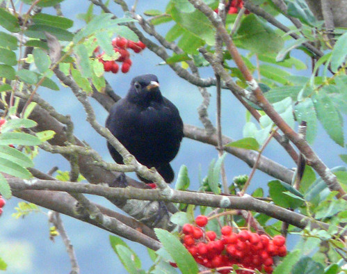 Blackbird in rowan
